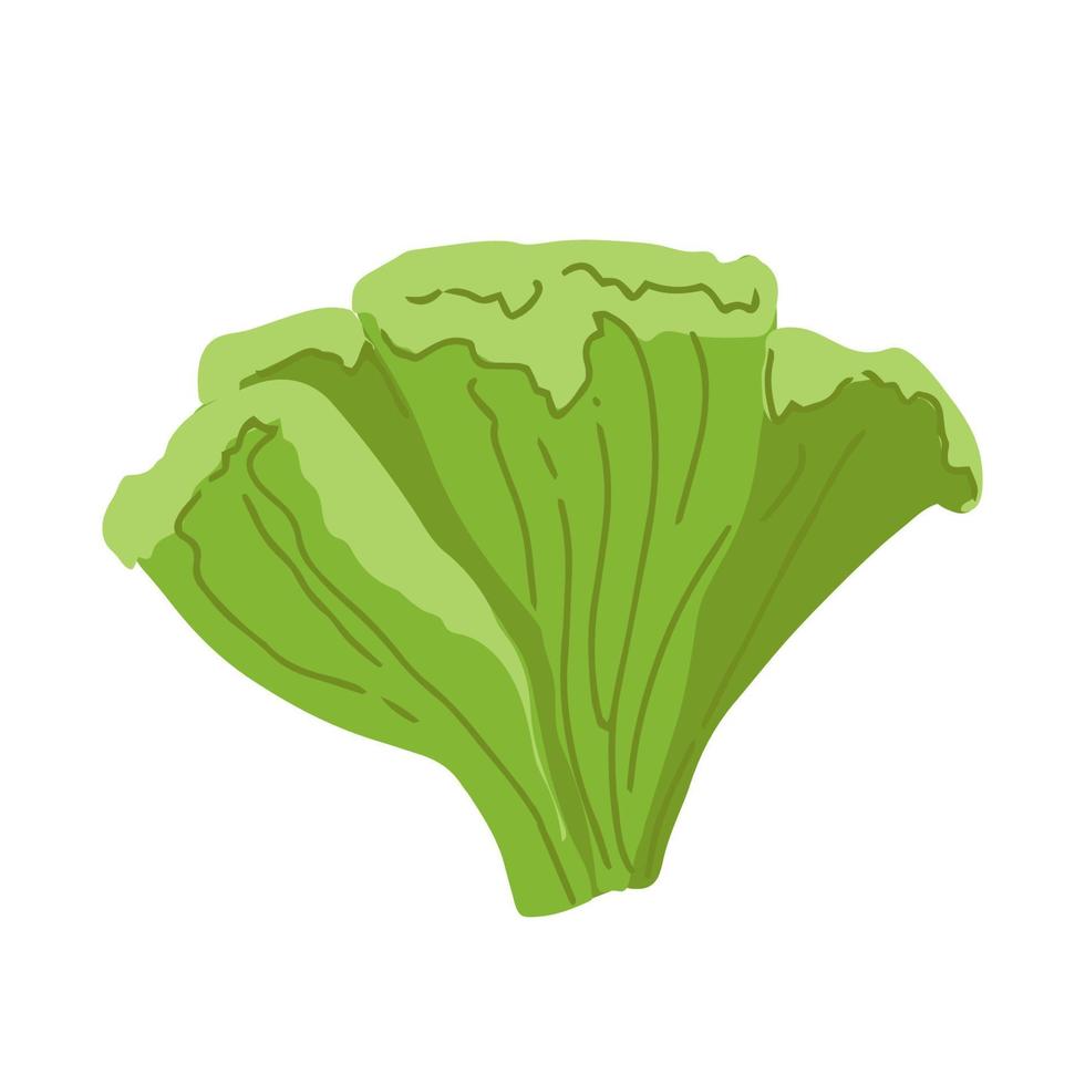 Lettuce, green leaves, bunch of salad vector illustration, background. One line drawing art illustration with lettering organic lettuce.