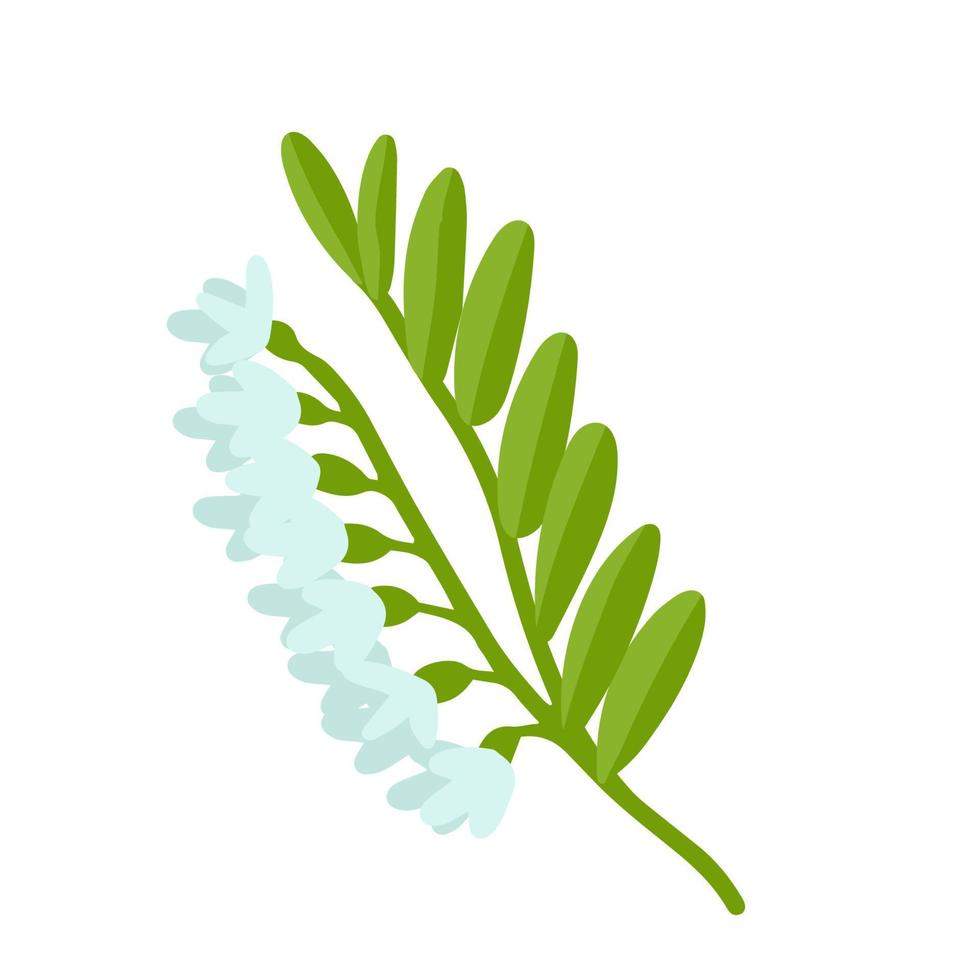 ilustración vectorial de una rama de acacia con hojas verdes. Ideal para decorar tarjetas, invitaciones, etc. vector