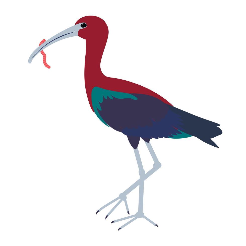 Ibis, bird species. The key holds the worm. vector