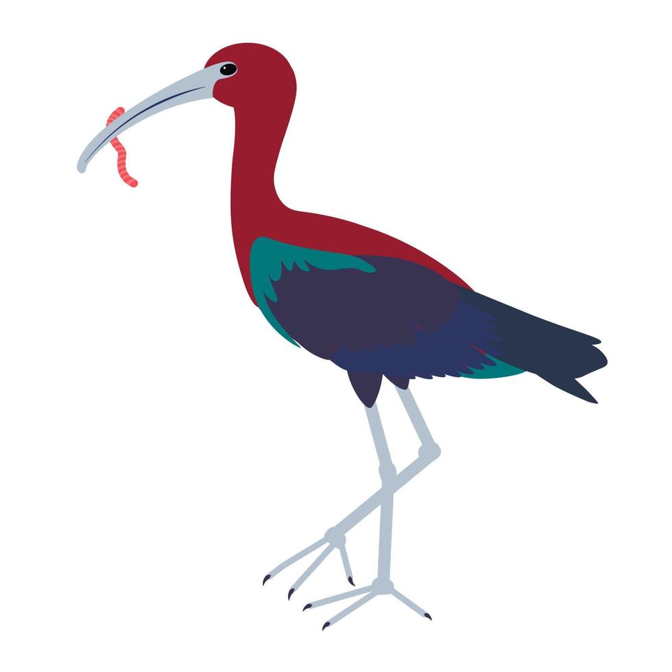 ibis, especies de aves. la llave sostiene el gusano. vector