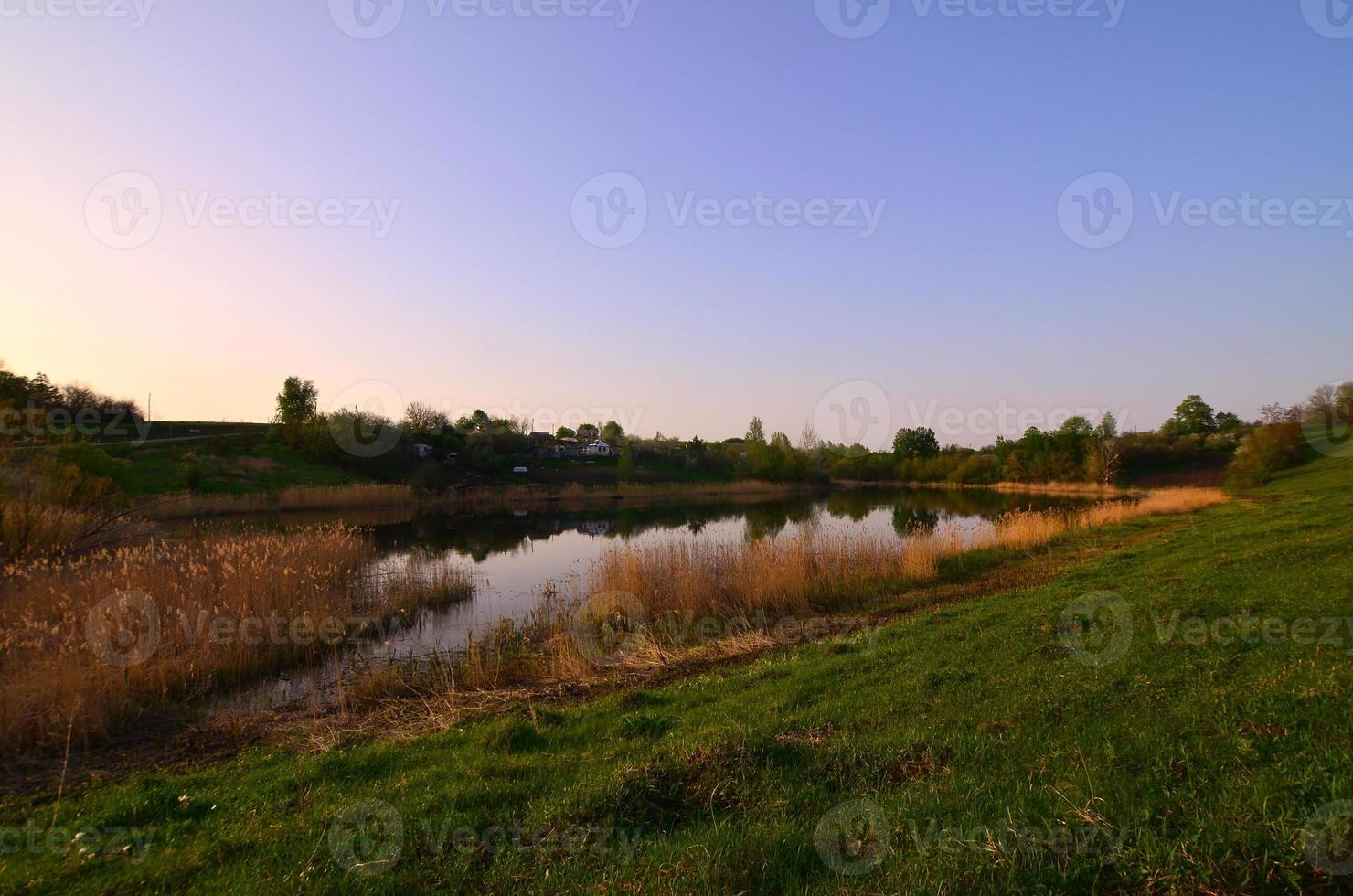 A rural landscape with a wild reed field and a small lake. Ecologically clean place for rest photo
