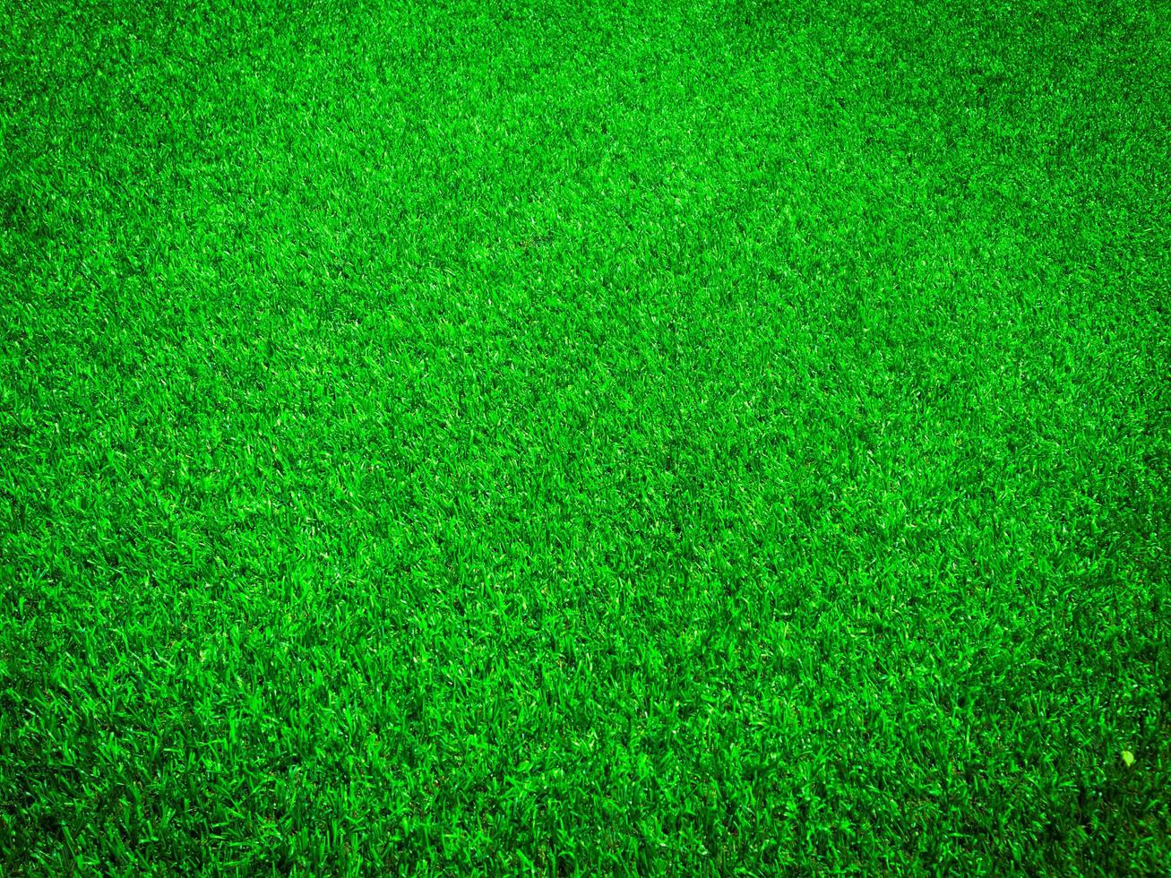Green grass close up view in the jungle with copy space for design photo