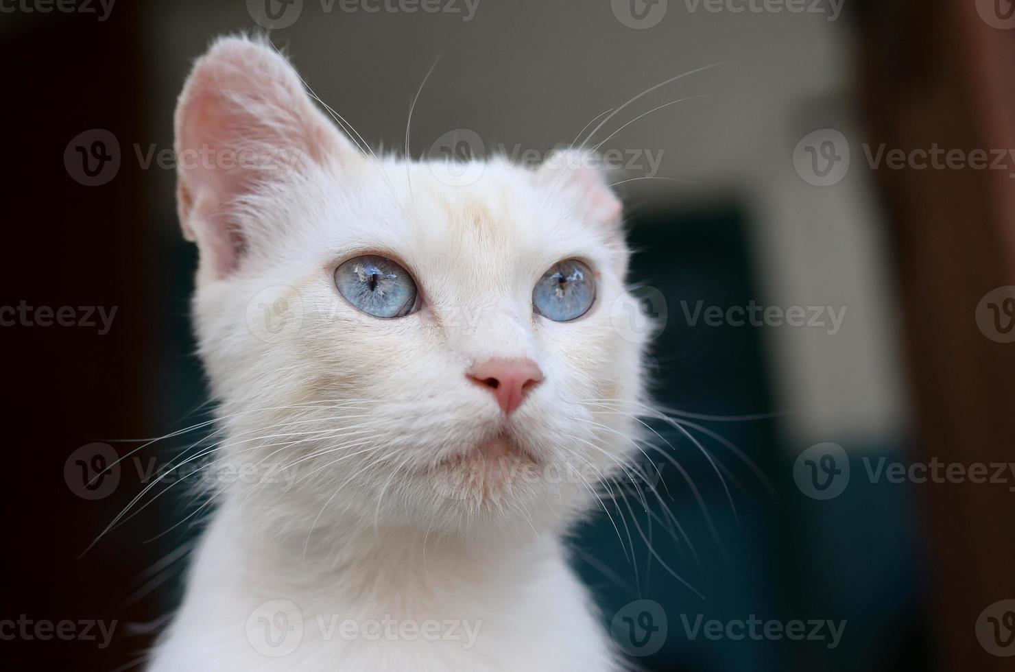 Pure white cat with turquoise blue eyes and pink defective ears photo