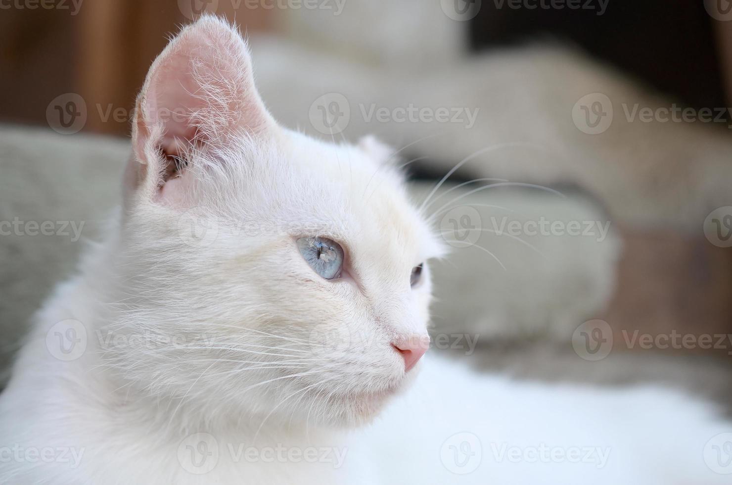 Pure white cat with turquoise blue eyes and pink defective ears photo