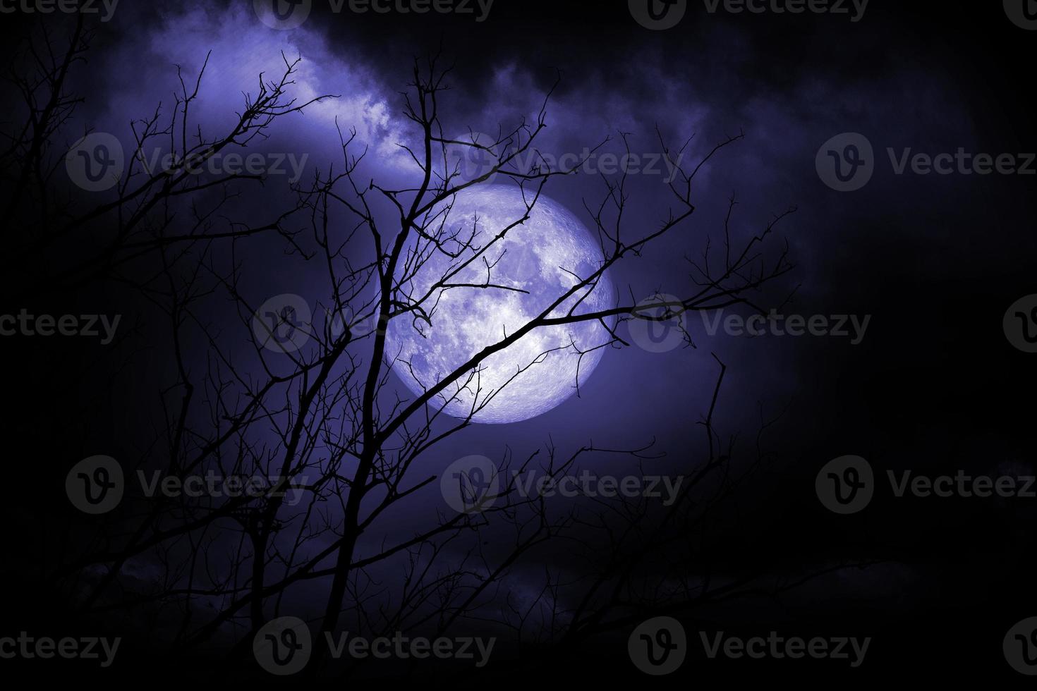 full moon and dry tree Halloween night photo