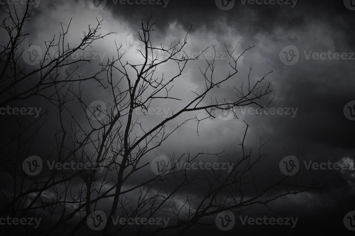 dry tree and cloud at night photo