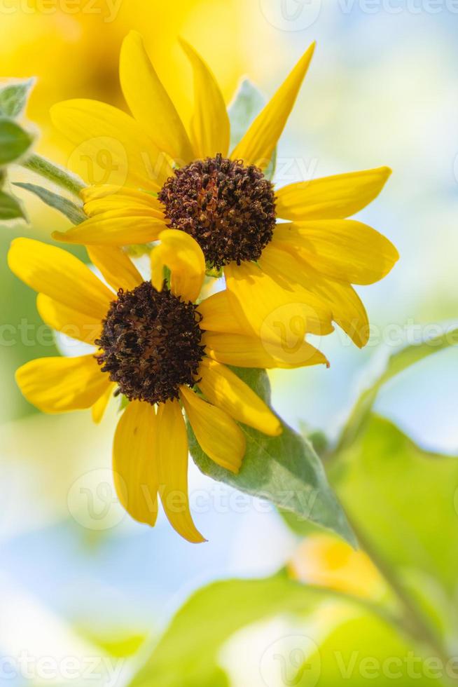 Two beautiful yellow flowers of the Helianthus argophyllus plant photo