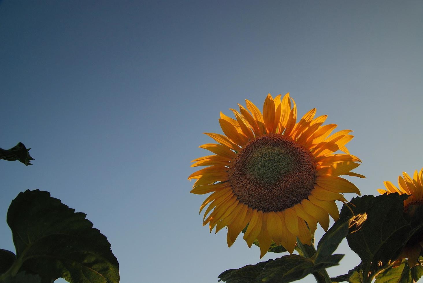 Sunflower field view photo