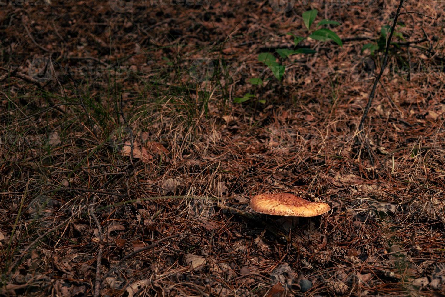 primer plano de hongos en el bosque de otoño foto