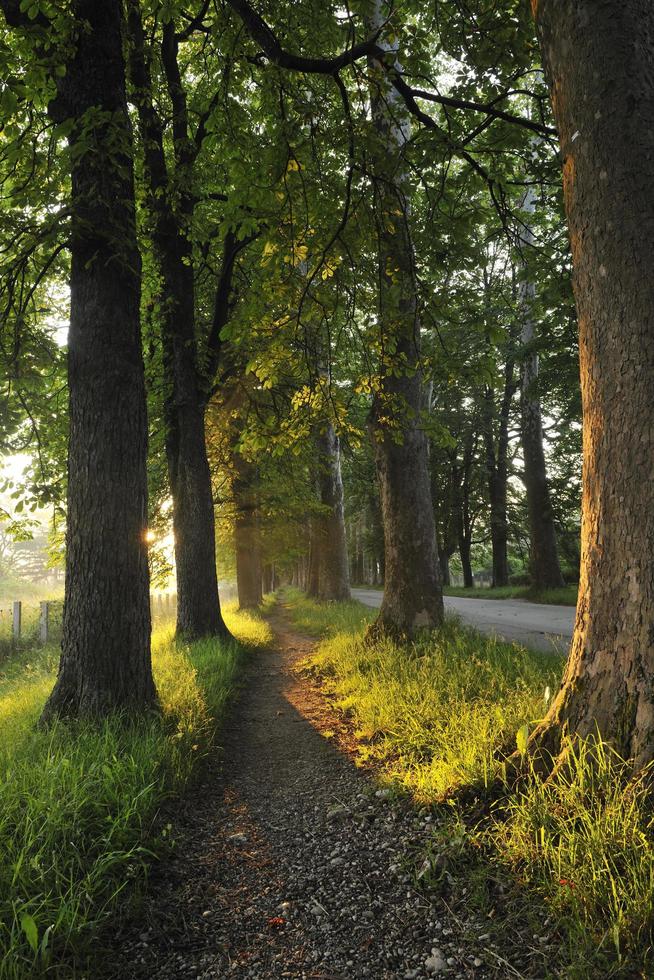 sunrise in beautiful alley photo