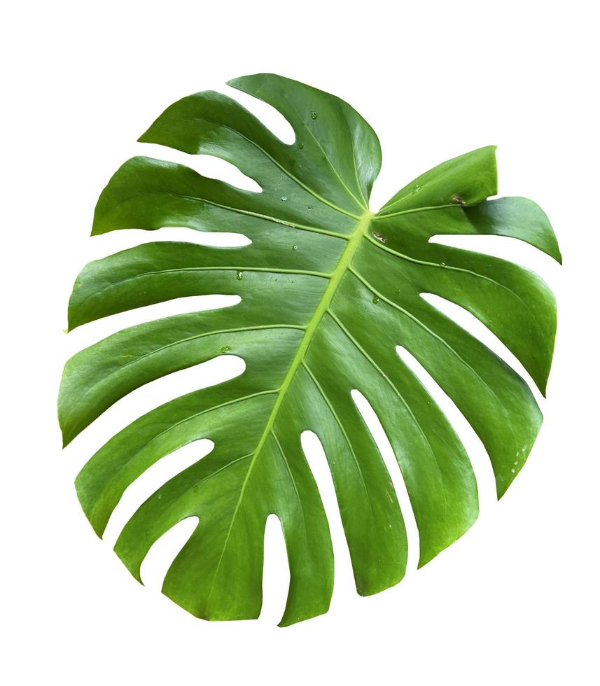 Summer concept. Tropical monstera leaves on white background. PNG file photo