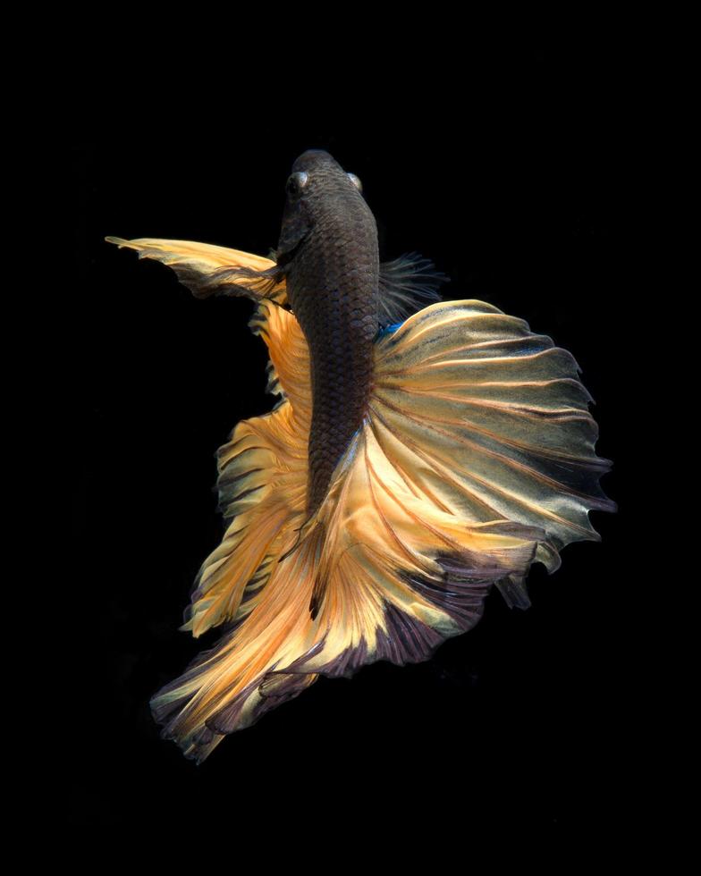Capture the moving moment of yellow siamese fighting fish isolated on black background. Betta fish. photo