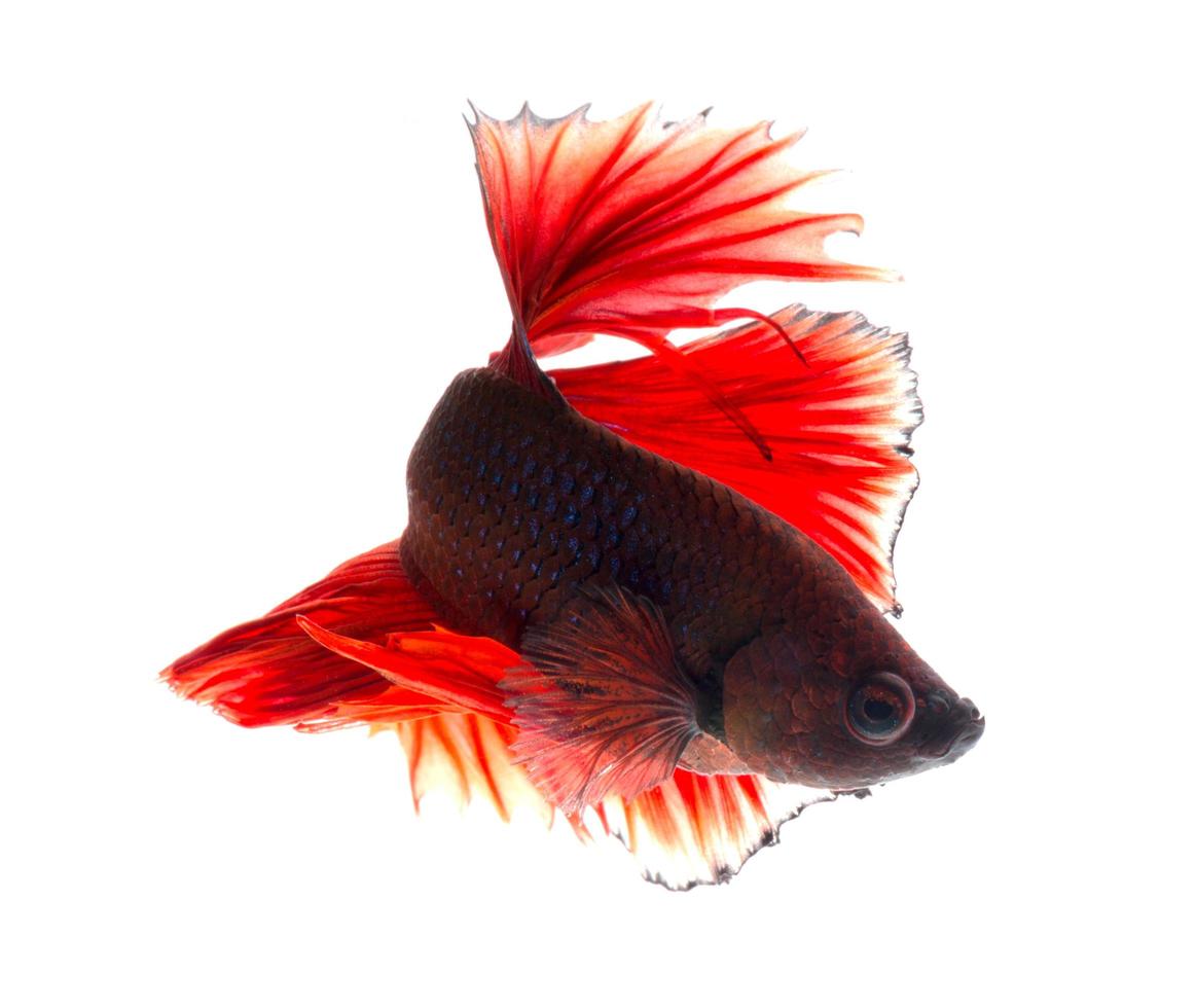 Capture the moving moment of red siamese fighting fish isolated on white background. photo