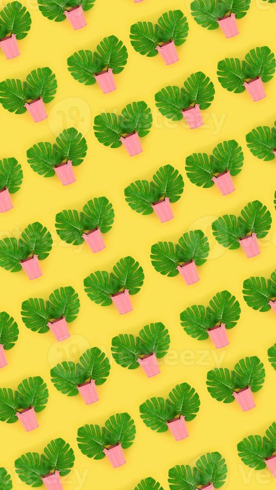 Tropical palm monstera leaves lies in a pastel pails on a colored background. Flat lay trendy minimal pattern. Top view photo