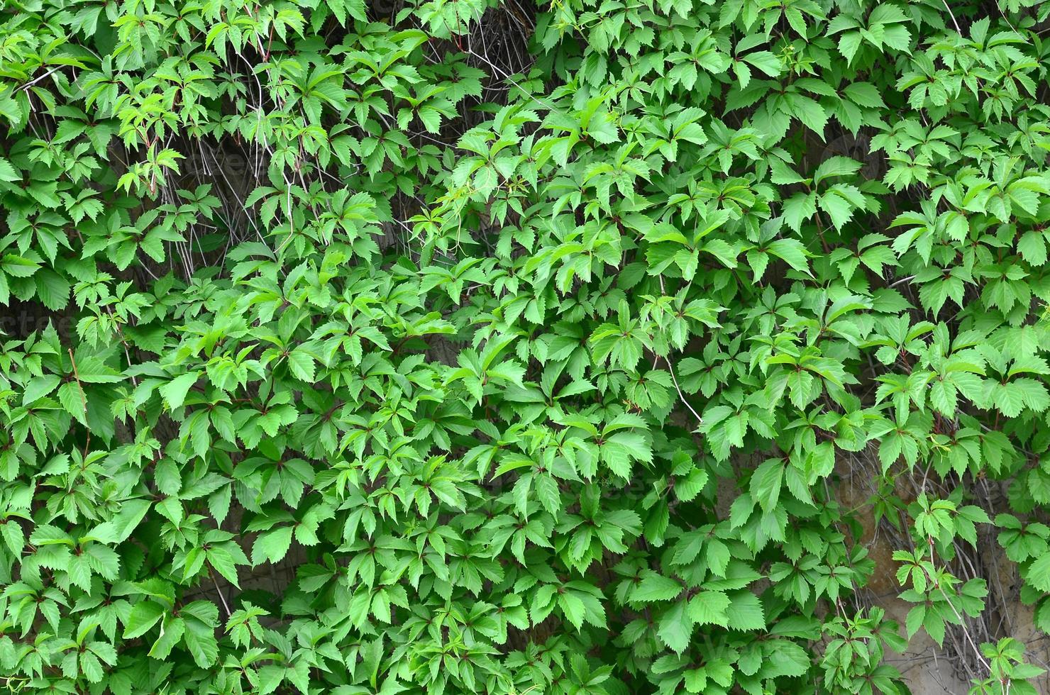 Green ivy grows along the beige wall of painted tiles. Texture of dense thickets of wild ivy photo