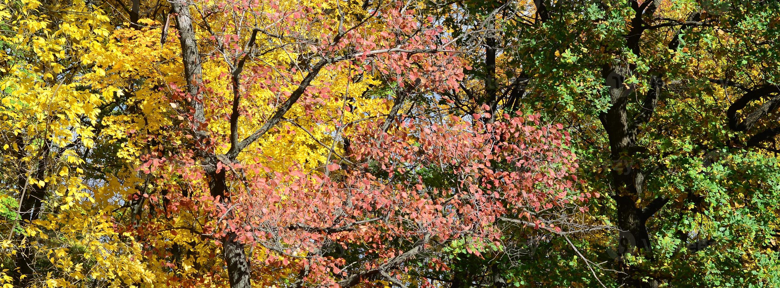 Fragment of trees whose leaves change color in the autumn season photo