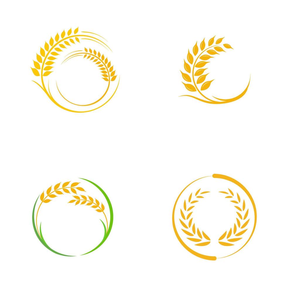 Agriculture wheat rice vector icon design