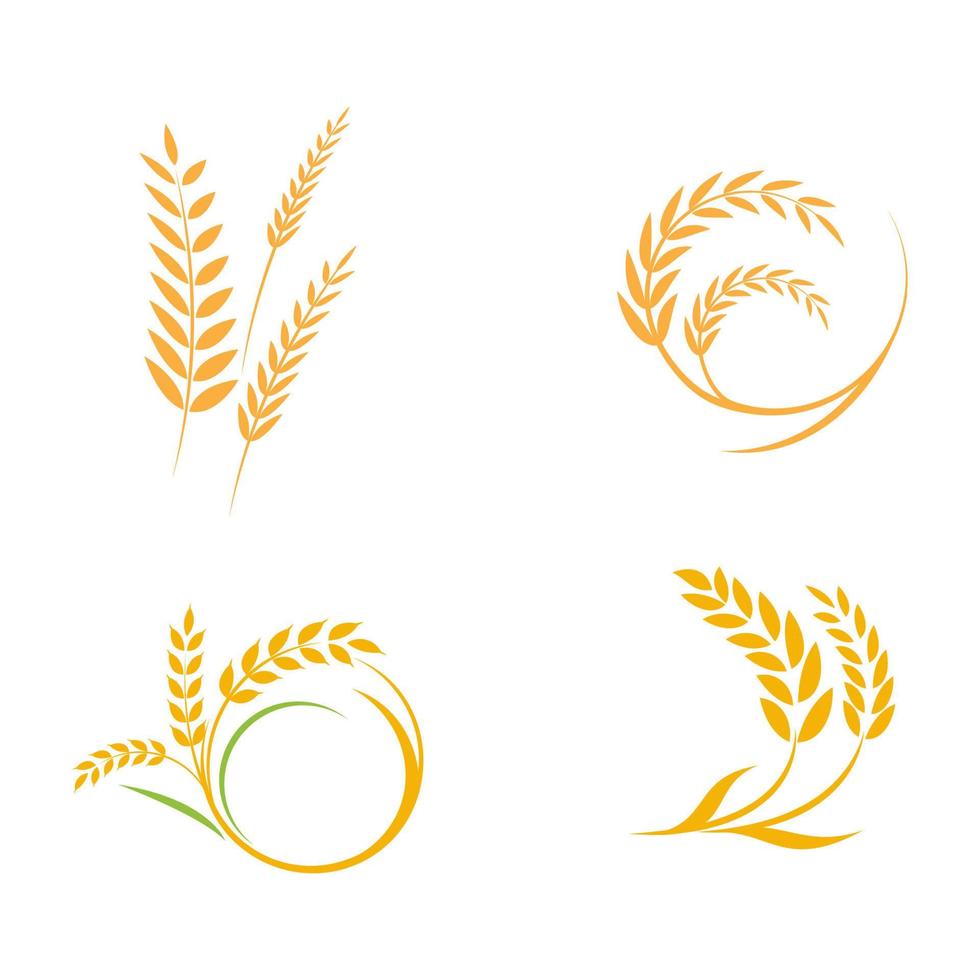 Agriculture wheat rice vector icon design