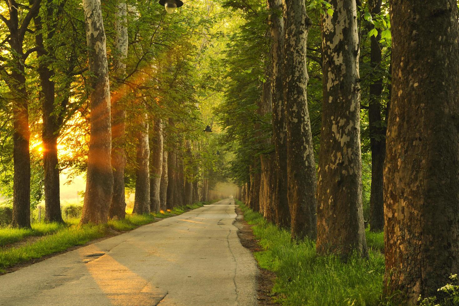 sunrise in beautiful alley photo