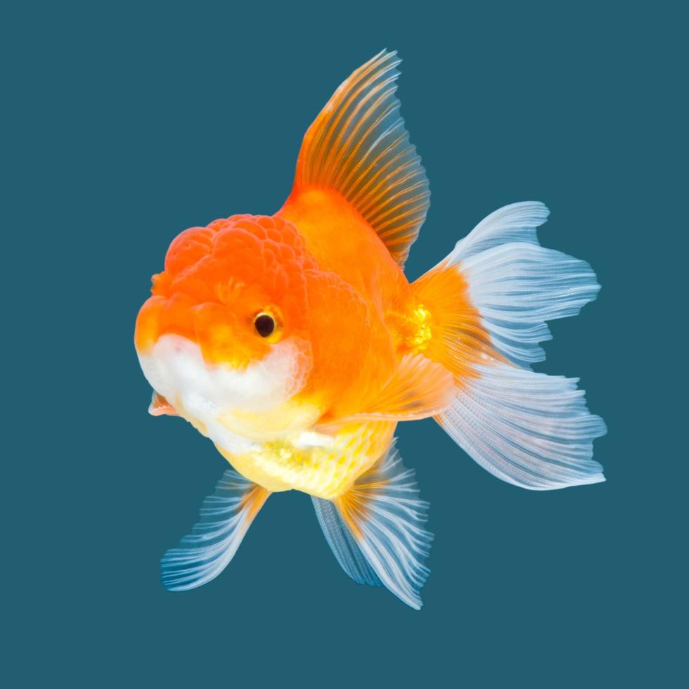 Ranchu goldfish isolated on water color background. photo