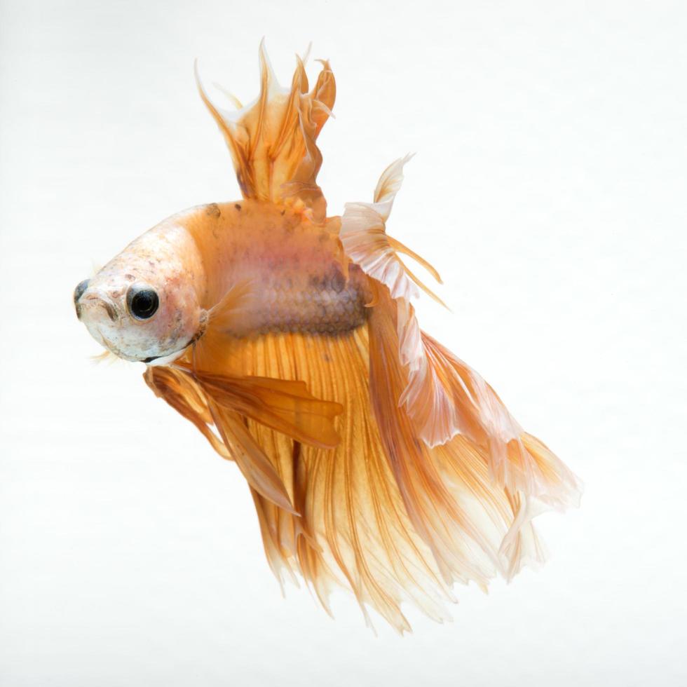 Capture the moving moment of peach color siamese fighting fish isolated on white background. Betta fish. Fish of Thailand photo