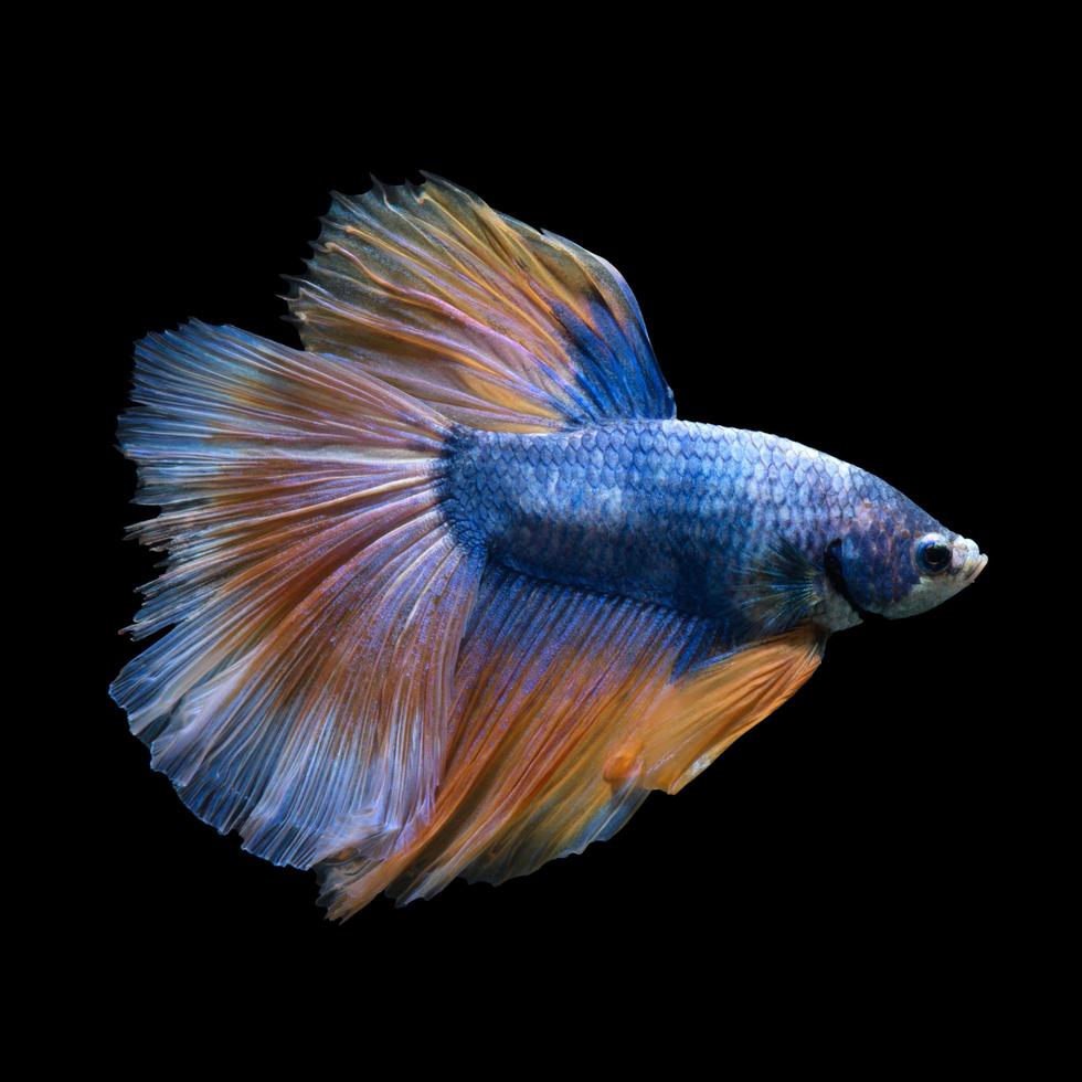Capture the moving moment of blue yellow siamese fighting fish isolated on black background. Betta fish. photo