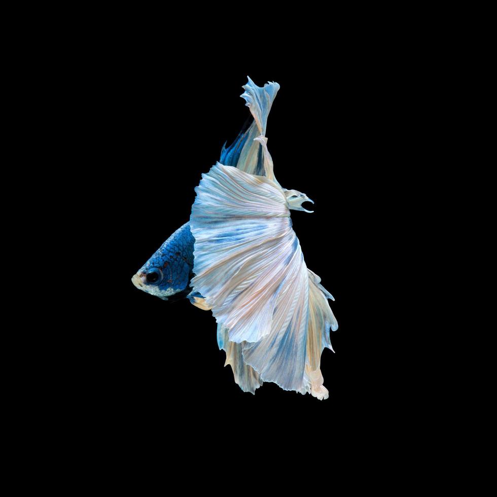 Capture the moving moment of blue siamese fighting fish isolated on black background. photo