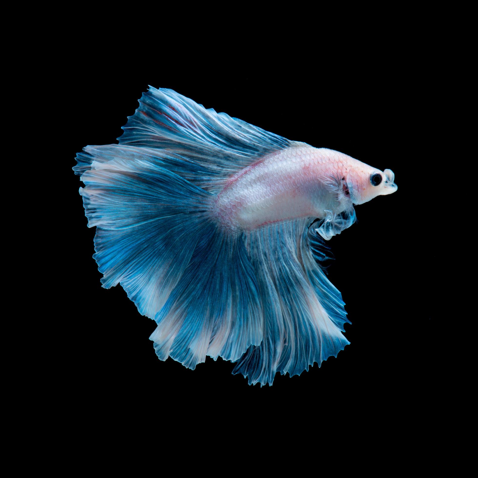 Red Blue Siamese Fighting Fish Fancy Halfmoon Betta the Moving Moment  Beautiful of Betta Fish in Thailand Stock Photo  Image of competition  action 199629110