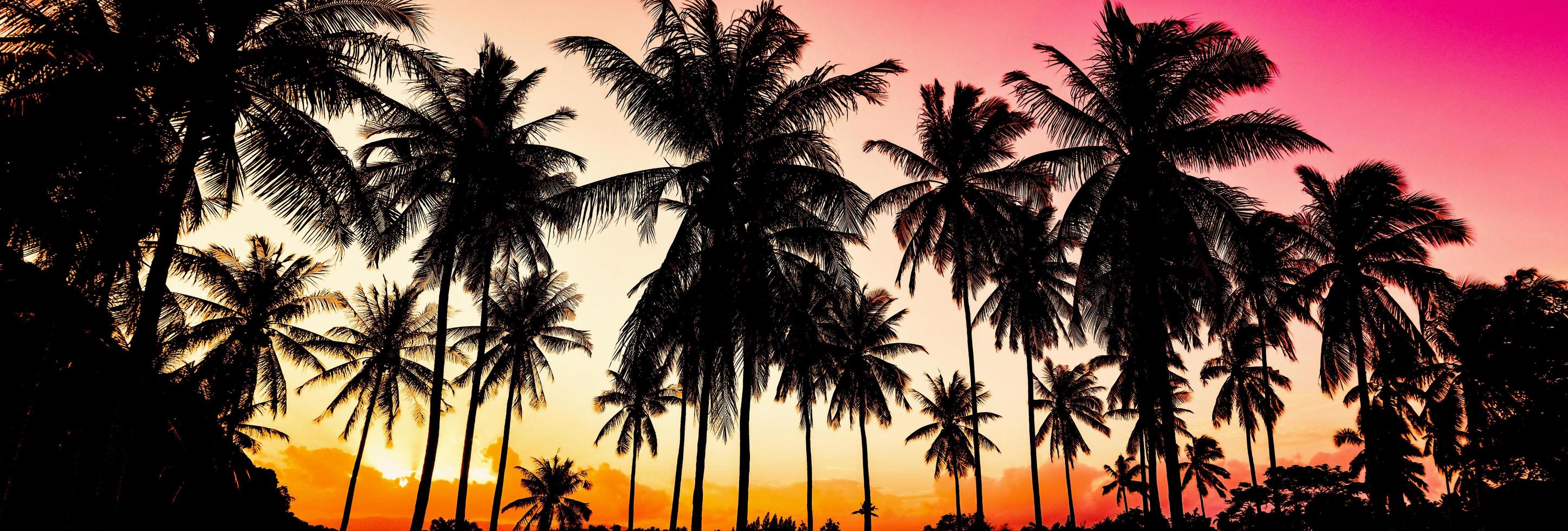 Panoramic view of tropical sunset with coconut trees silhouettes photo