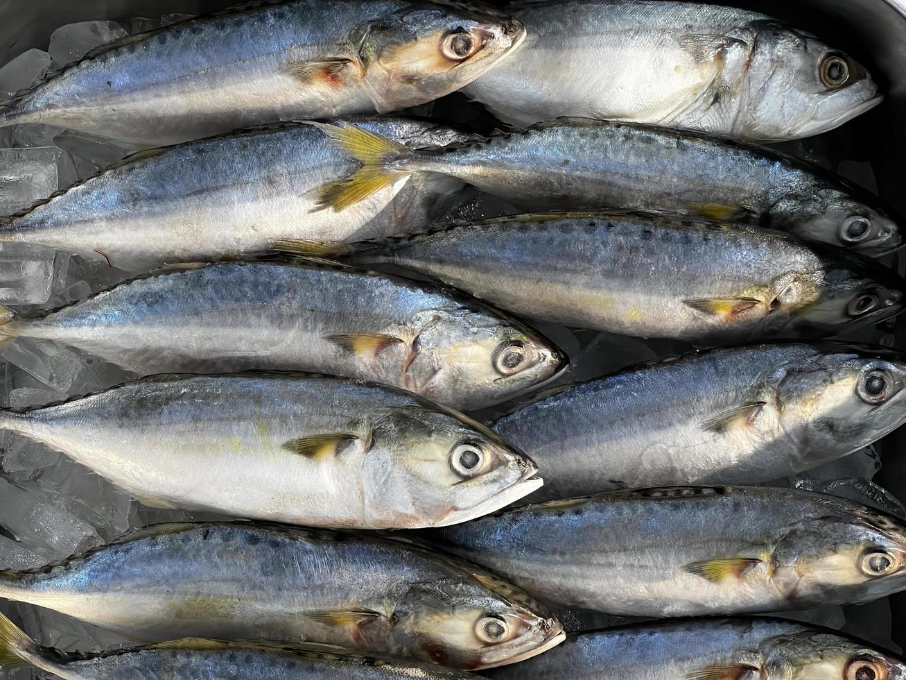 Fresh Tropical Seafood in the Market. Raw Freshly Caught Fishes on Ice for Sale at Fish Market. photo