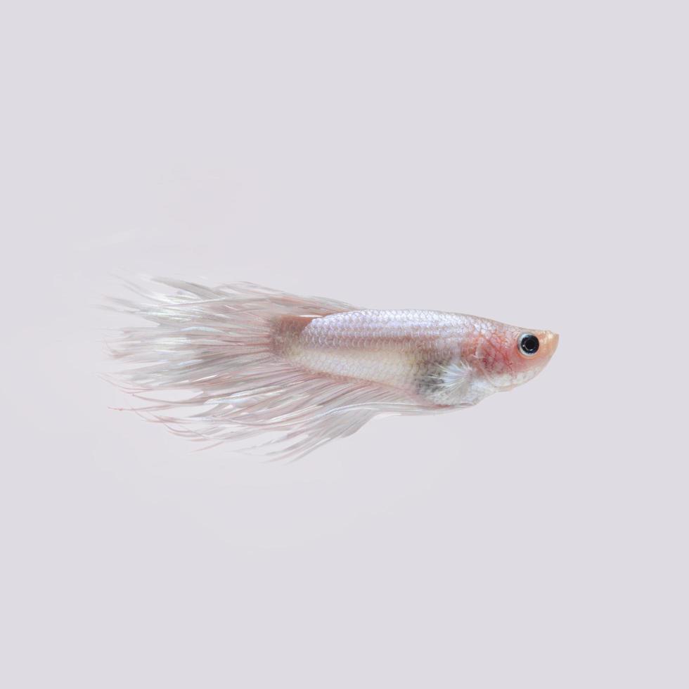 Capture the moving moment of white siamese fighting fish isolated on black background. Crowntail betta fish photo