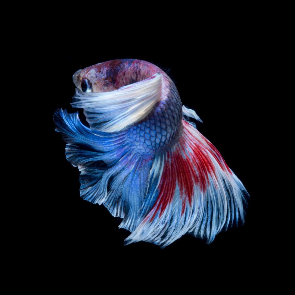 captura el momento conmovedor de los peces luchadores siameses rojo-azules aislados en el fondo negro. foto