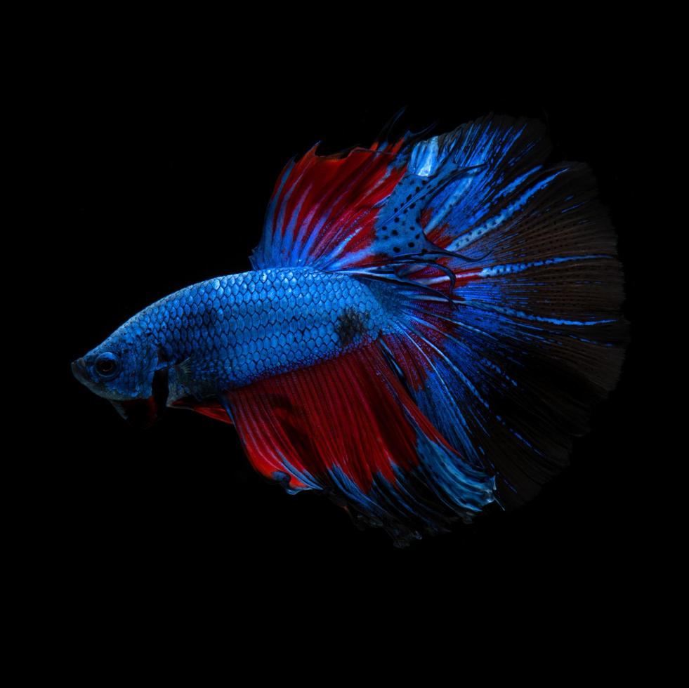 Capture the moving moment of red blue siamese fighting fish isolated on black background. betta fish. photo