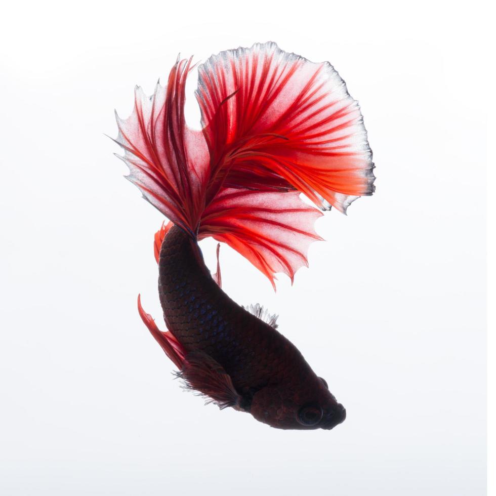 Capture the moving moment of red siamese fighting fish isolated on white background. photo