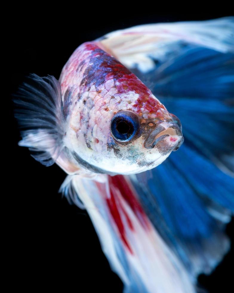 captura el momento conmovedor de los peces luchadores siameses rojo-azules aislados en el fondo negro. foto