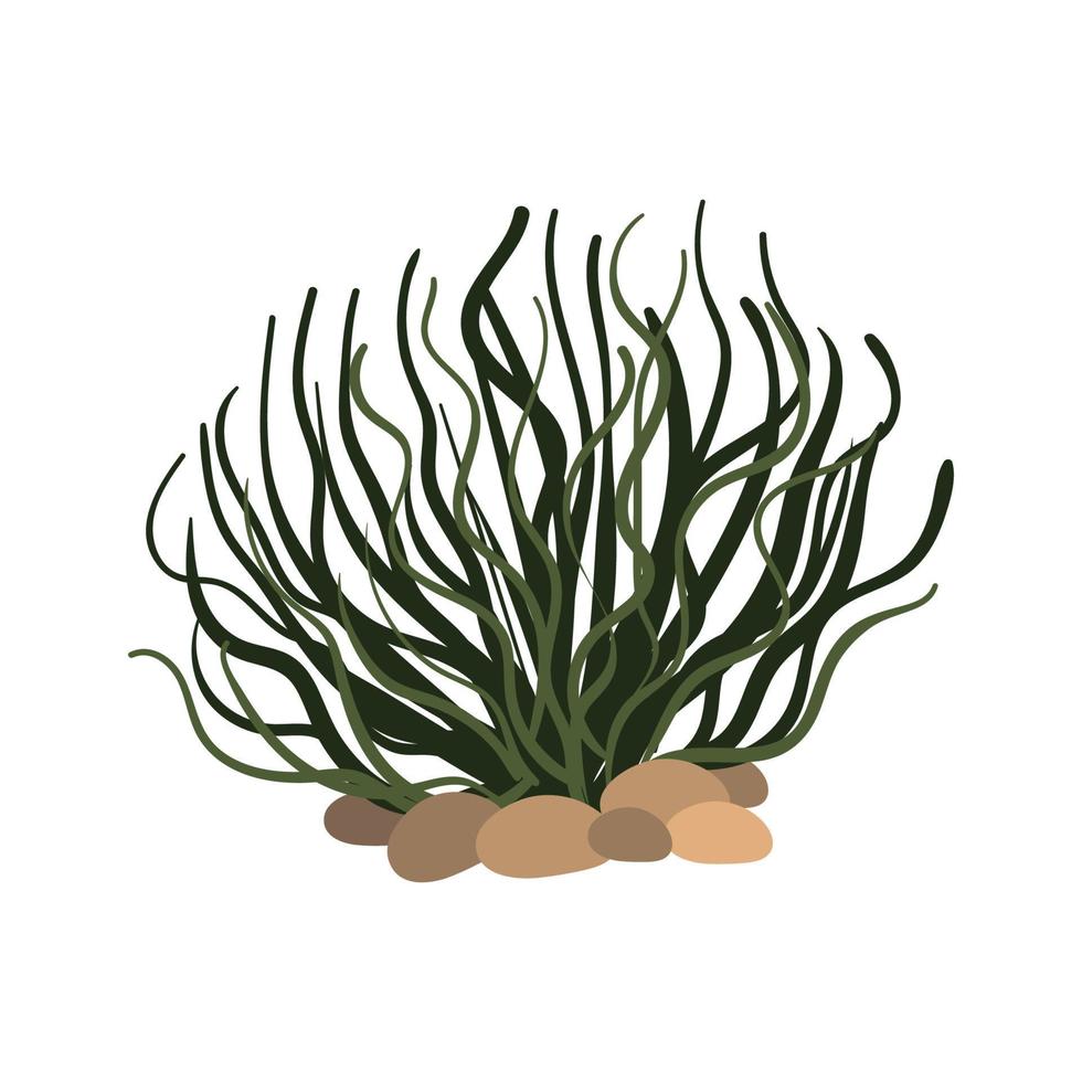 ilustración vectorial de algas vector