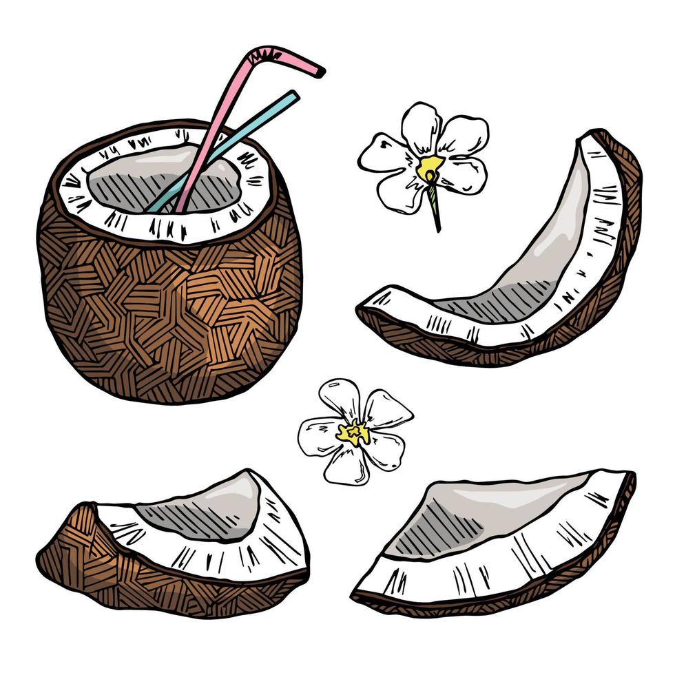 conjunto de imágenes prediseñadas de coco. icono de tuerca dibujado a mano. ilustración tropical. para impresión, web, diseño, decoración vector