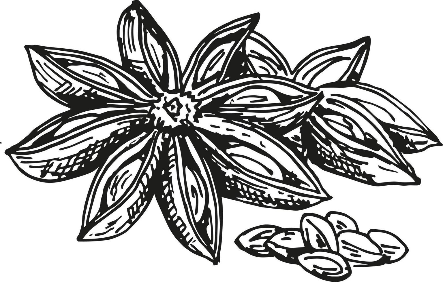 Star Anise Vector drawing. Hand drawn sketch. Seasonal food. Engraved style spice and flavor object. Cooking and aromatherapy ingredient.
