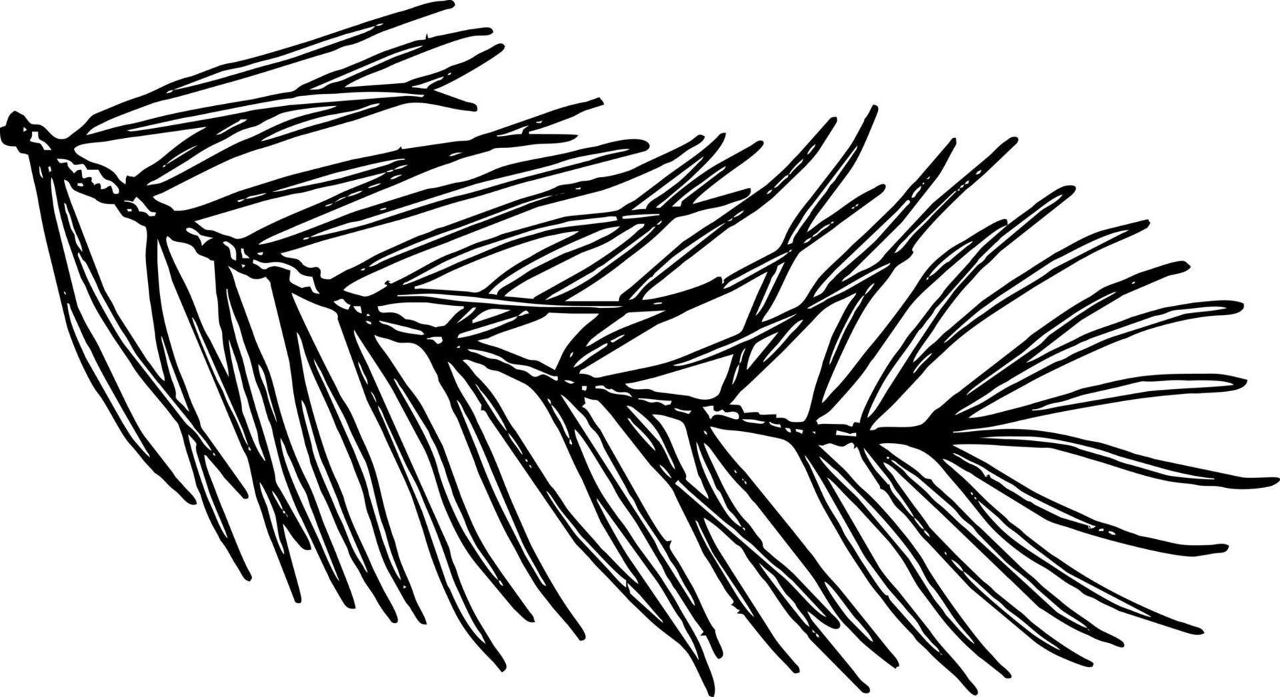 Hand drawn pine tree branch. Vector illustration. Black pen in vintage engraved style