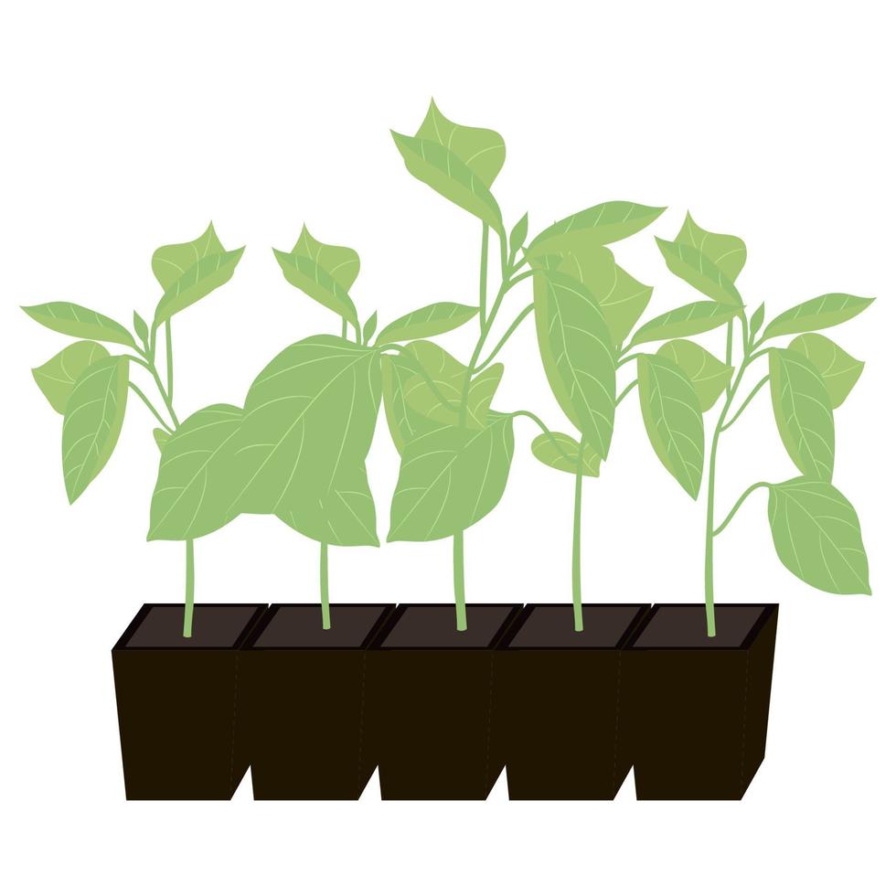 Vector drawing of pepper seedlings in a tray.