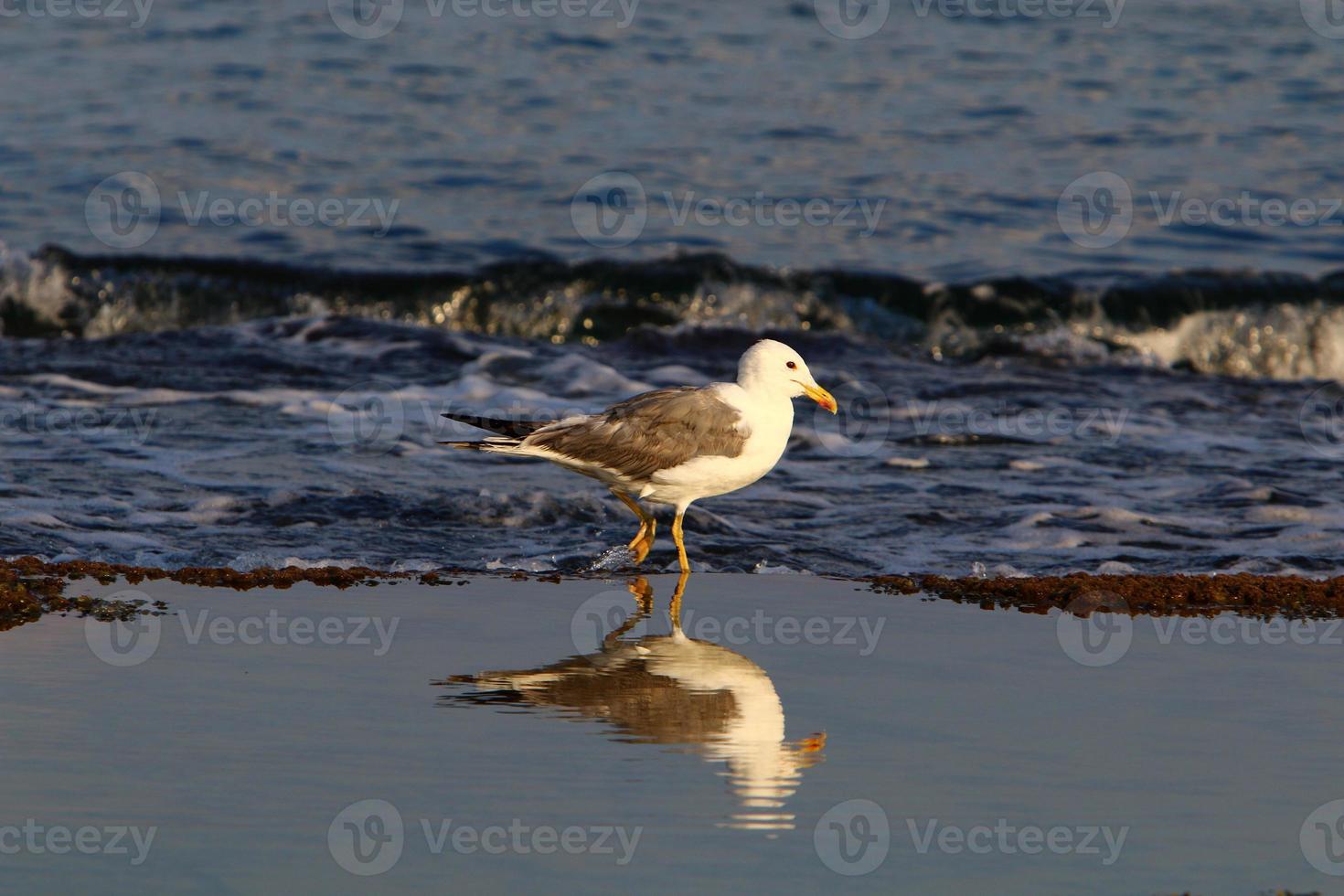 Birds in a city park on the seashore in Israel. photo