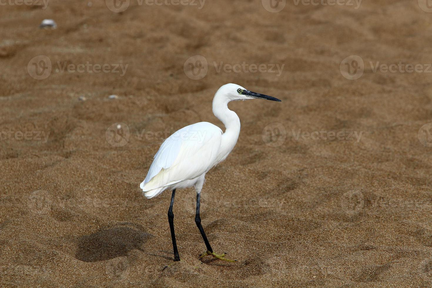 White heron on the shores of the Mediterranean Sea catches small fish. photo