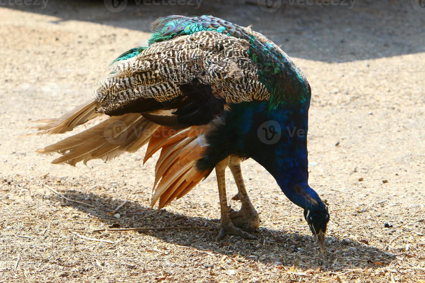 pájaros en un parque de la ciudad a la orilla del mar en israel. foto