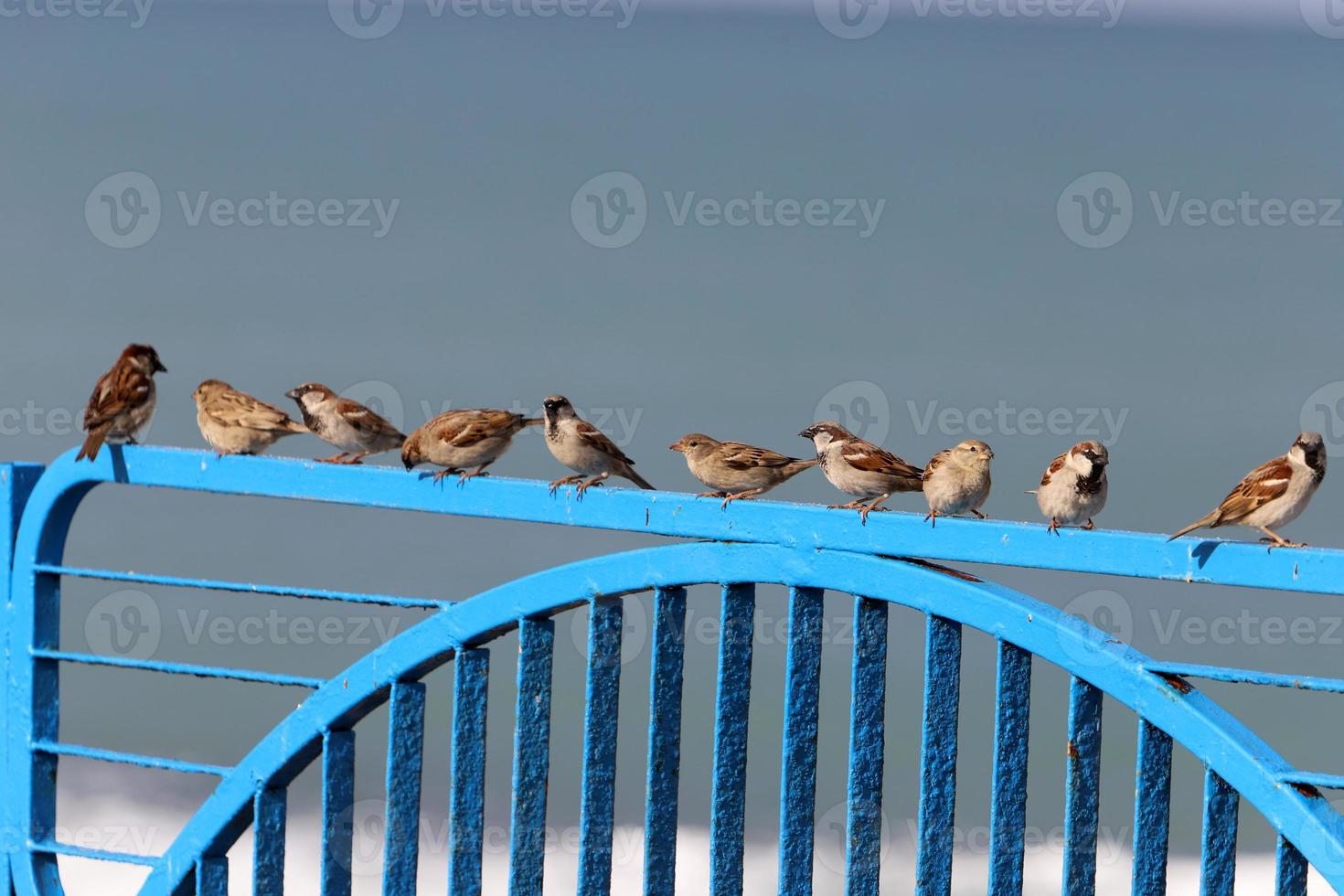 pájaros en un parque de la ciudad a la orilla del mar en israel. foto