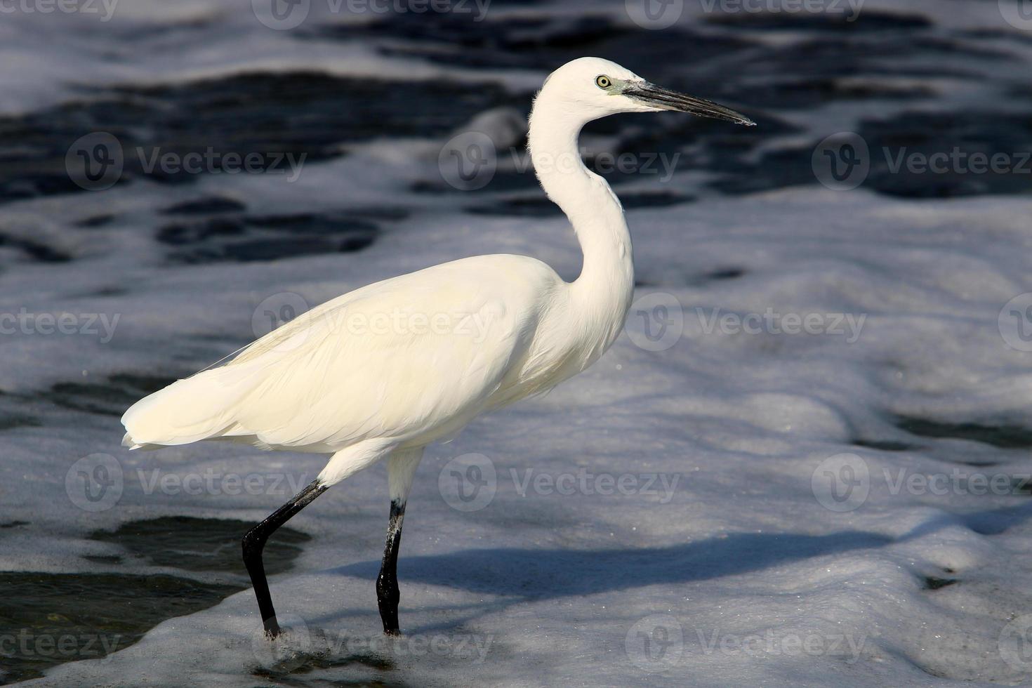 White heron on the shores of the Mediterranean Sea catches small fish. photo