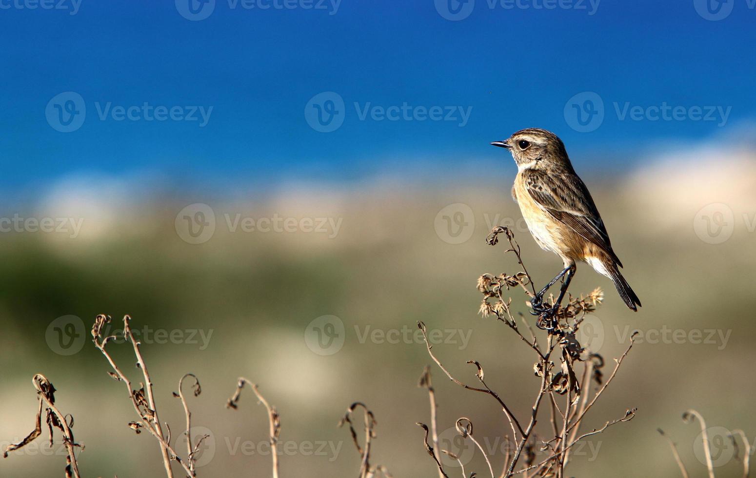 pájaros en un parque de la ciudad a la orilla del mar en israel. foto