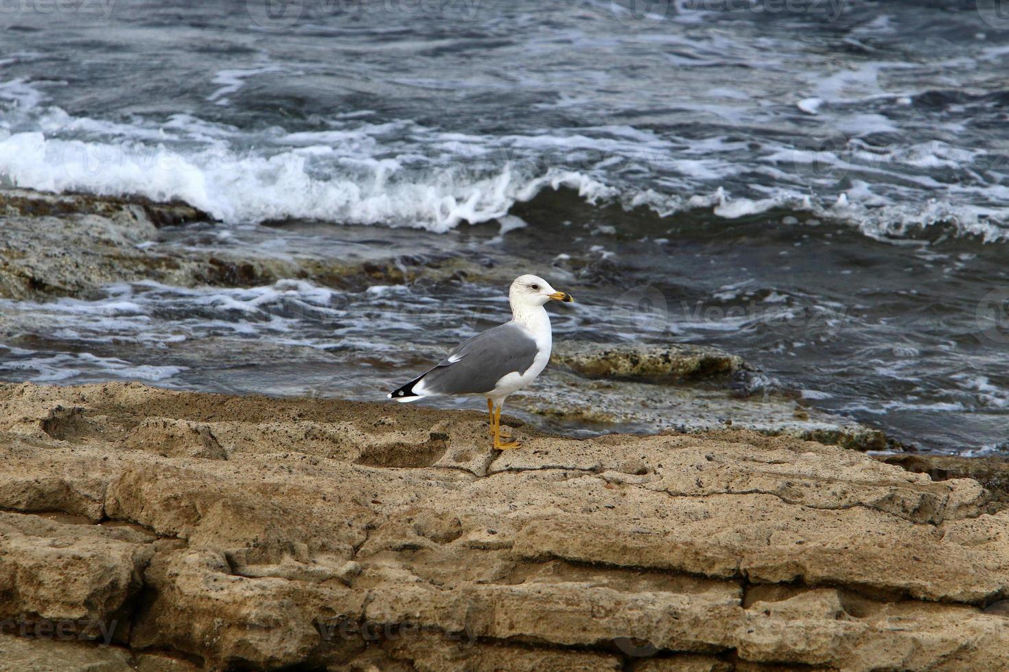 Birds in a city park on the seashore in Israel. photo