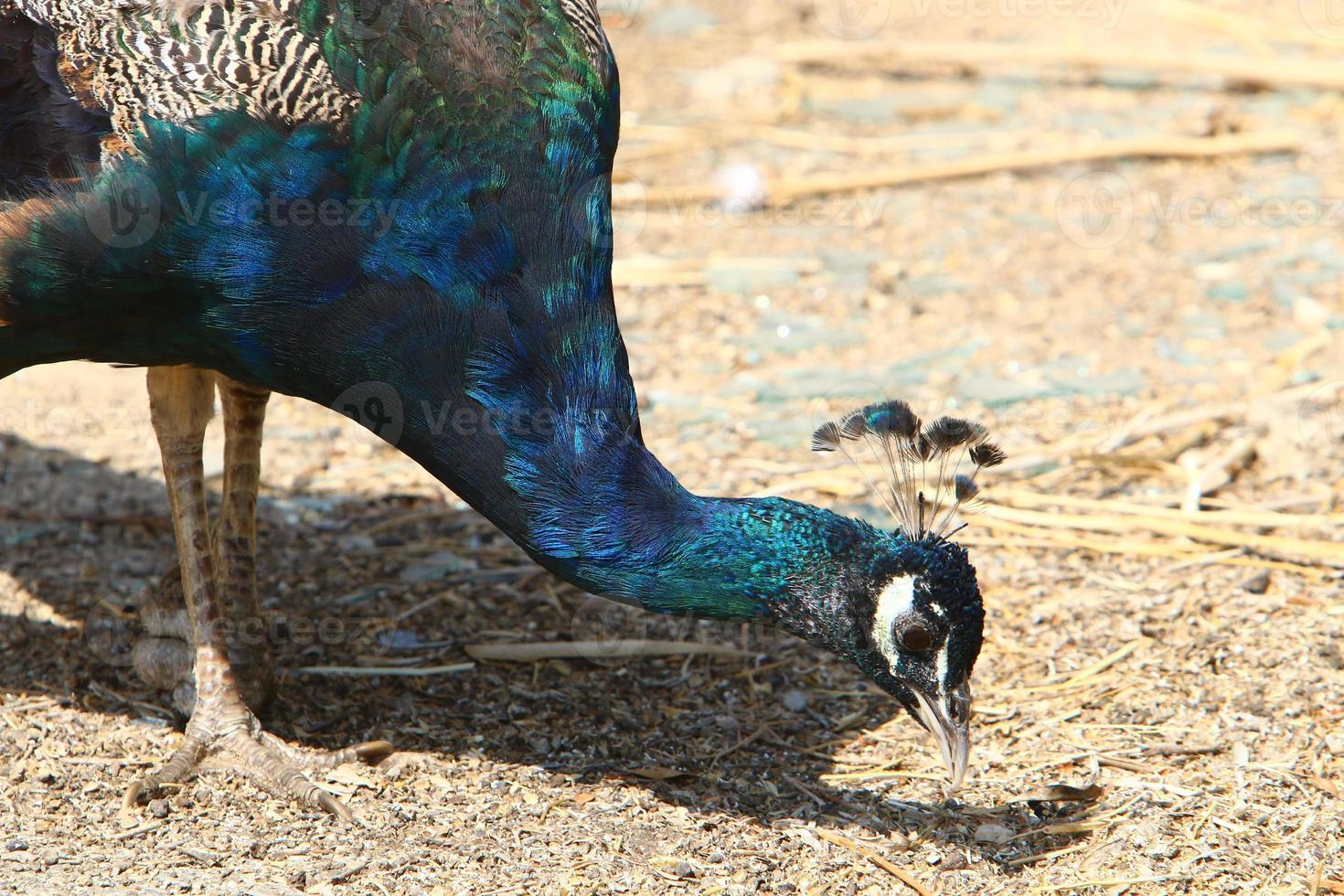 Birds in a city park on the seashore in Israel. photo