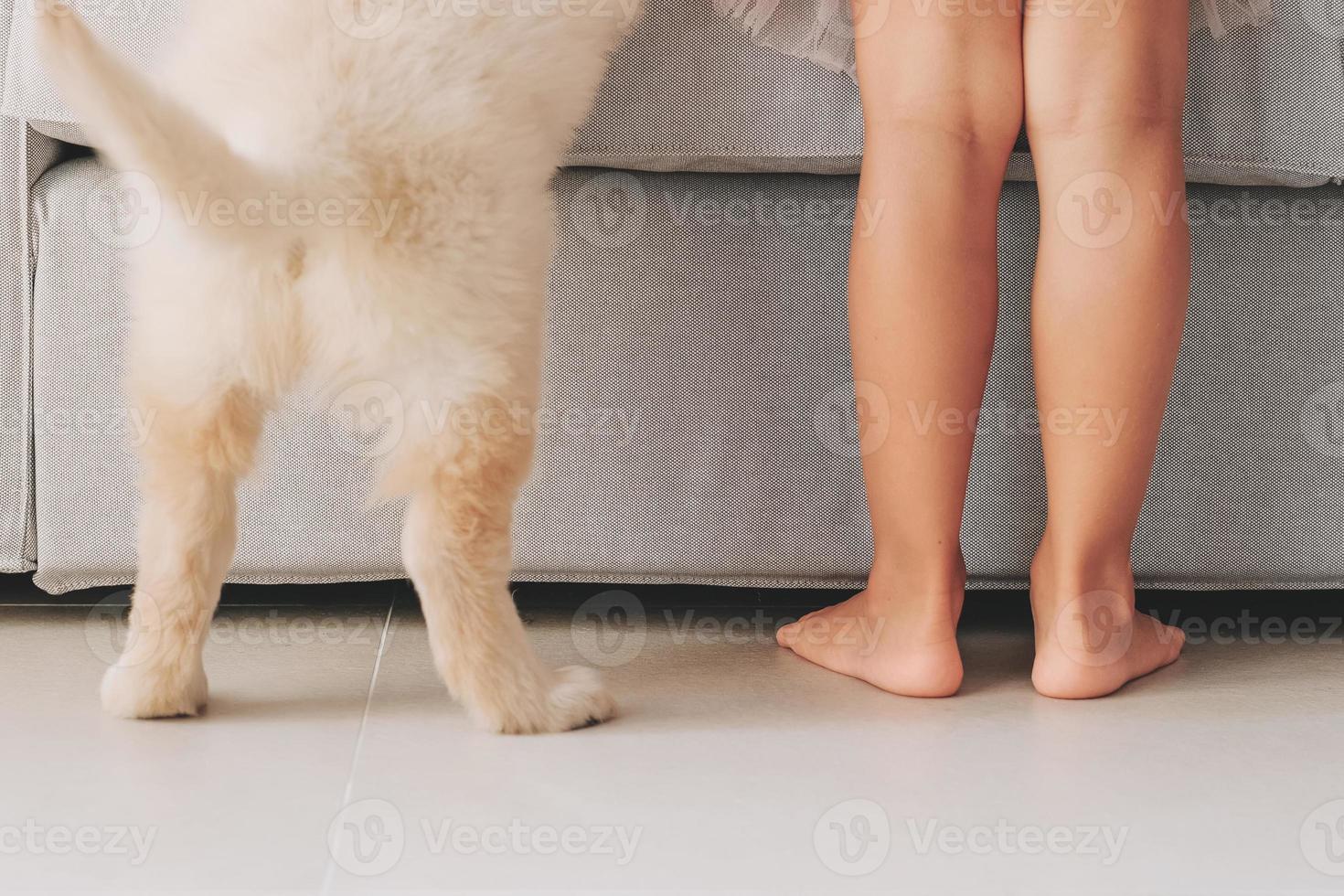 Child and dog stand on floor near sofa at home. Close up kid bare feet and hind legs puppy dog photo