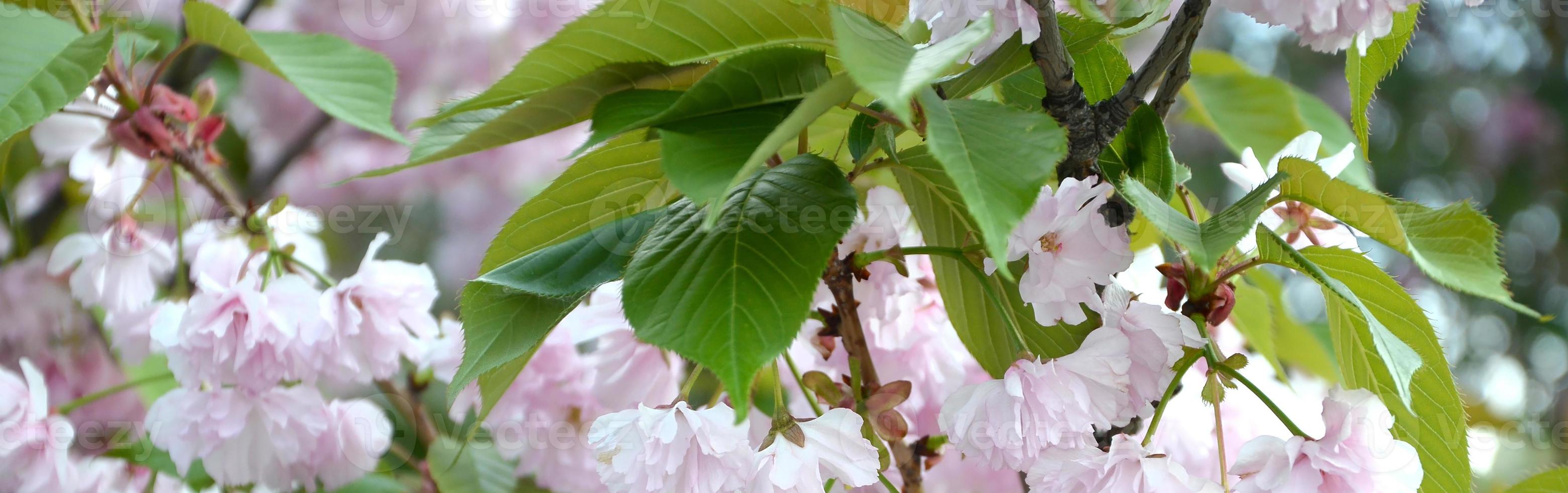 Pastel pink cherry sakura in Japan in blossoming season photo